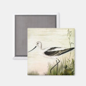 ビンテージの海岸鳥類 ショアバード、アボセット マグネット (正面/裏面)