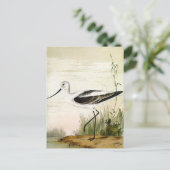 ビンテージの海洋生物・水辺の鳥 アボセットの鳥 ポストカード (スタンド正面)