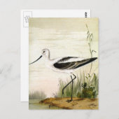 ビンテージの海洋生物・水辺の鳥 アボセットの鳥 ポストカード (正面/裏面)