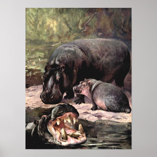 ビンテージの野生動物、ヒポポタマス by CE スワン ポスター (正面)