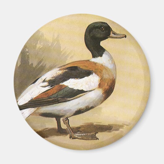 ビンテージの野生動物 鳥類、オナガガモ マグネット (正面)