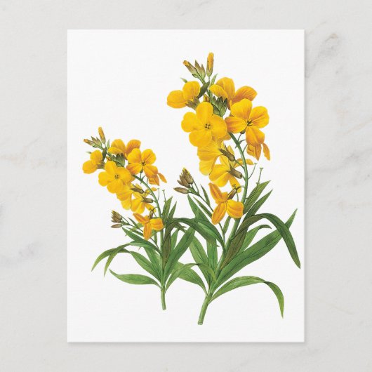 ビンテージの黄色い花 植物画 ポストカード (正面)