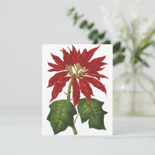 ビンテージクリスマス、赤いポインセチアの冬の植物 シーズンカード (スタンド正面)