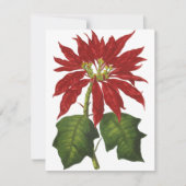 ビンテージクリスマス、赤いポインセチアの冬の植物 シーズンカード (正面)