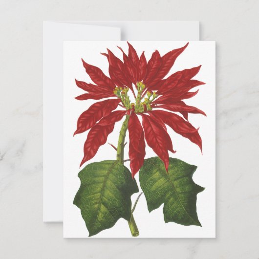 ビンテージクリスマス、赤いポインセチアの冬の植物 シーズンカード (正面)