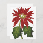 ビンテージクリスマス、赤いポインセチアの冬の植物 シーズンカード (正面/裏面)