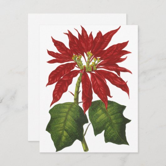 ビンテージクリスマス、赤いポインセチアの冬の植物 シーズンカード (正面/裏面)