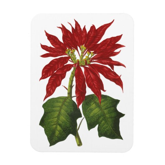 ビンテージクリスマス、赤いポインセチアの冬の植物 マグネット (縦)