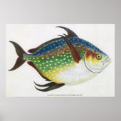 ビンテージトロピカルマンボウ魚, 海洋水生動物 ポスター (正面)