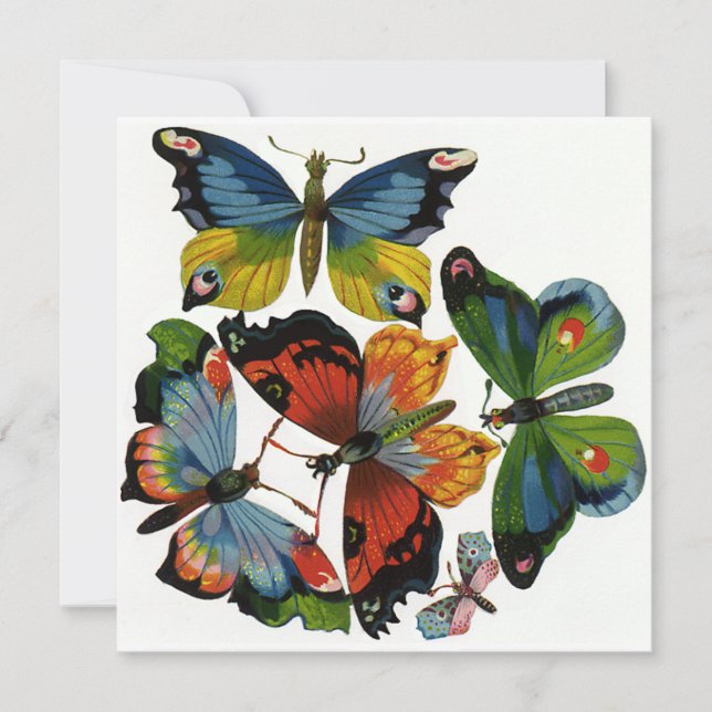 ビンテージ昆虫または虫、美しい蝶 (正面)