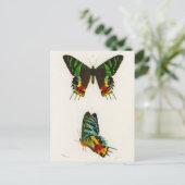 ビンテージ昆虫イラスト ポストカード (スタンド正面)