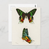 ビンテージ昆虫イラスト ポストカード (正面/裏面)