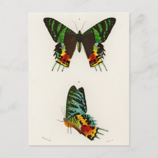 ビンテージ昆虫イラスト ポストカード (正面)