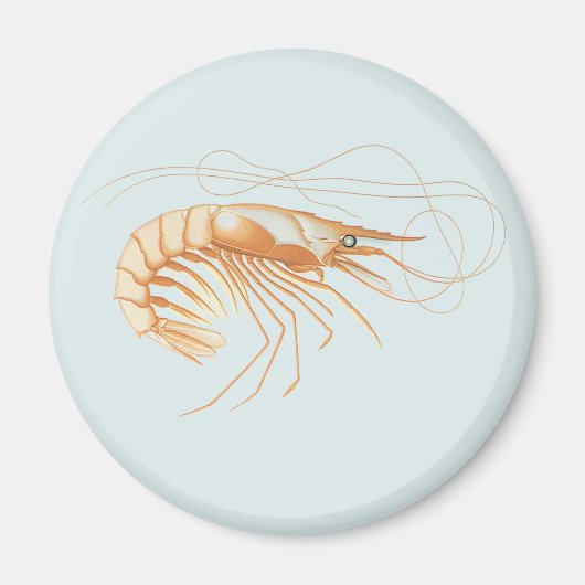 ビンテージ カニ・エビ解剖図 、海洋生物 海洋動物 マグネット (正面)