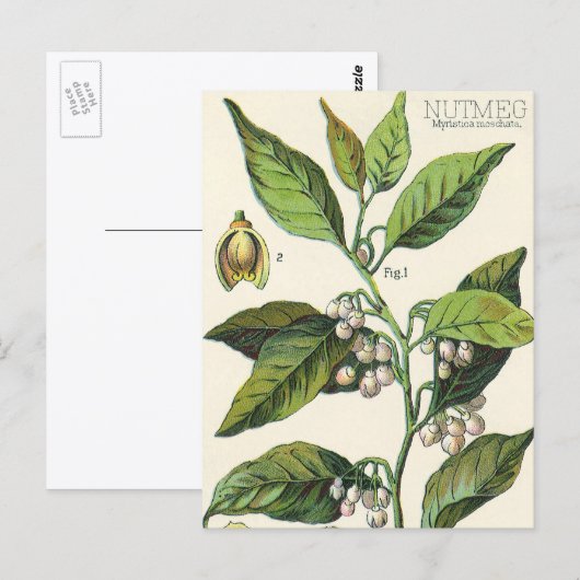 ビンテージ ナツメグ 植物 果実 種子, 食品 ハーブ スパイス ポストカード (正面/裏面)