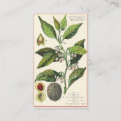 ビンテージ ナツメグ 植物 果実 種子、食品 ハーブ スパイス 名刺 (裏面)