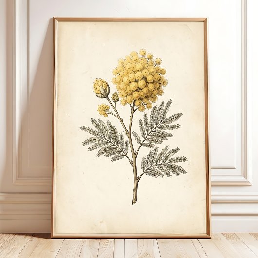 ビンテージ ミモザの植物画 カンバスプリント ポスター