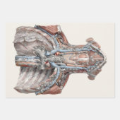 ビンテージ 人体解剖学 喉、首、胸、肋骨 ラッピングペーパーシート (正面)