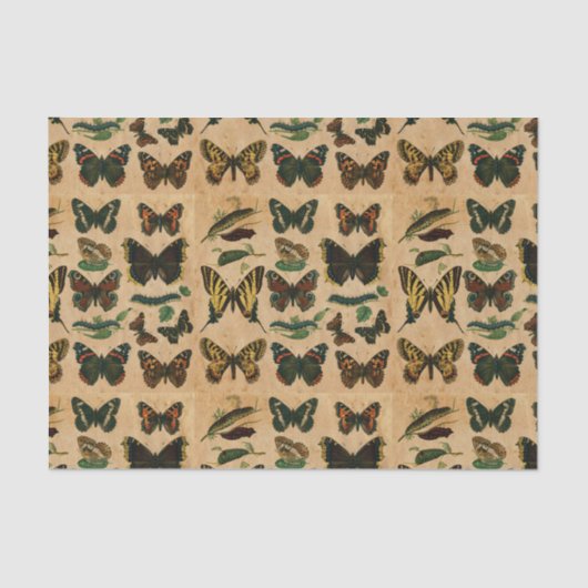 ビンテージ 昆虫 蝴蝶コレクション デコパージュ 薄葉紙 (正面)