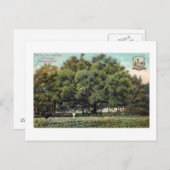 ビンテージ 条約の樺 ジャクソンビル フロリダ州 ポストカード (正面/裏面)