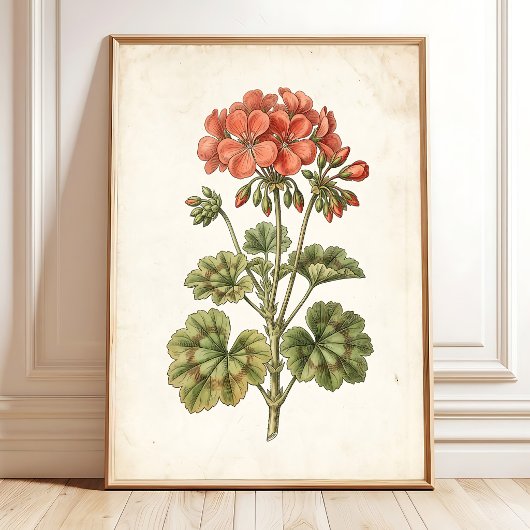 ビンテージ 植物画 ゼラニウム インテリア雑貨 ポスター