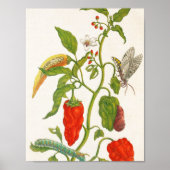 ビンテージ 赤唐辛子 フルーツ 花 植物画 ポスター (正面)