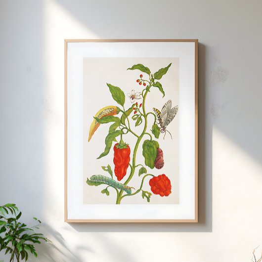 ビンテージ 赤唐辛子 フルーツ 花 植物画 ポスター