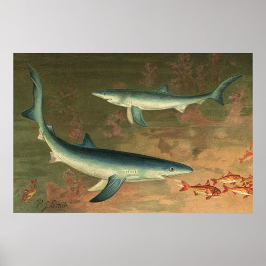 ビンテージ 青いサメが魚を食べる 海洋生物 ポスター (正面)