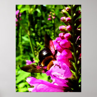 ビーお尻 ポスター