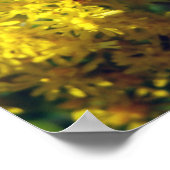 ビーアンドゴールデンロッド ポスター (角)