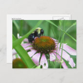 ビーオンコーンフラワー ポストカード (正面/裏面)