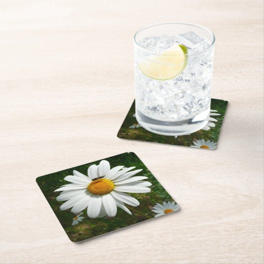 ビーオンデイジーアラスカ夏の自然写真 スクエアペーパーコースター (インサイチュ)