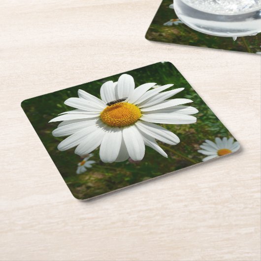 ビーオンデイジーアラスカ夏の自然写真 スクエアペーパーコースター (アングル)