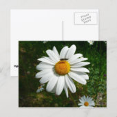 ビーオンデイジーアラスカ夏の自然写真 ポストカード (正面/裏面)