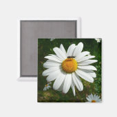 ビーオンデイジーアラスカ夏の自然写真 マグネット (正面/裏面)