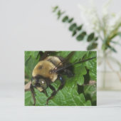 ビーオンレモンバーム ポストカード (スタンド正面)