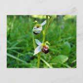 ビーオーキッド ポストカード (正面)