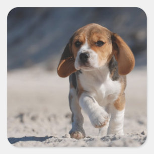 ビーグルの子犬 スクエアシール