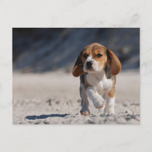 ビーグルの子犬 ポストカード