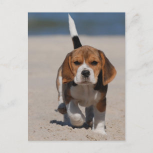ビーグルの子犬 ポストカード