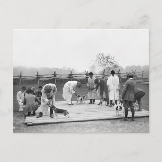 ビーグルを裁く, 1914 ポストカード (正面)