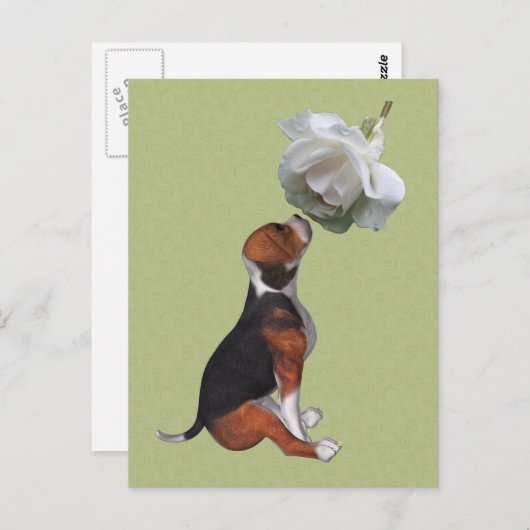 ビーグルパピーホワイトローズかわいい犬はがき ポストカード (正面/裏面)
