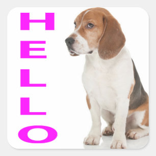 ビーグルパピー犬グリーティングステッカー/ラベル スクエアシール