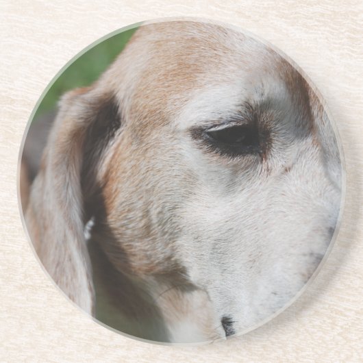 ビーグルポートレート コースター (正面)