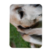 ビーグルポートレート マグネット (縦)