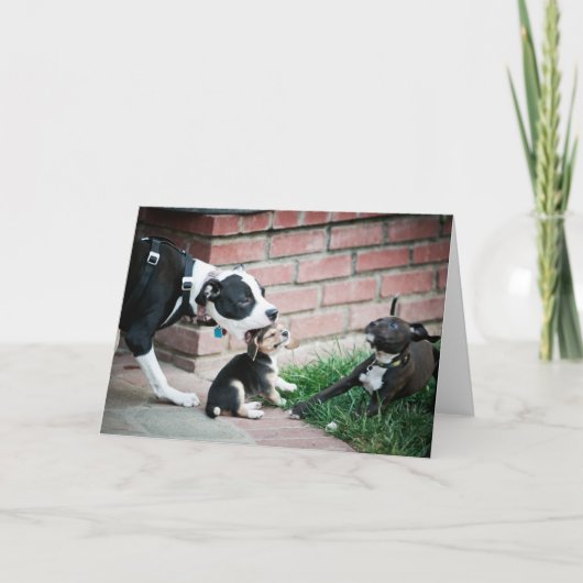 ビーグル子犬の味おいしい カード (正面)