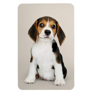 ビーグル子犬、ああ、かわいい マグネット