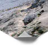 ビーグル海峡にアシカの海 – Argentina ポスター (角)