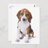 ビーグル犬のグリーティングポストカード ポストカード (正面/裏面)