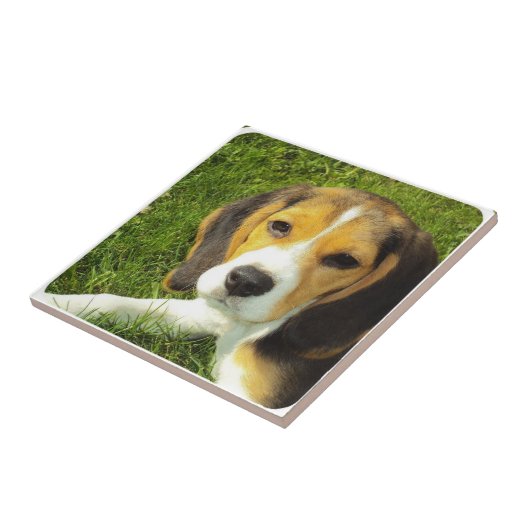 ビーグル犬のタイル タイル (側面)